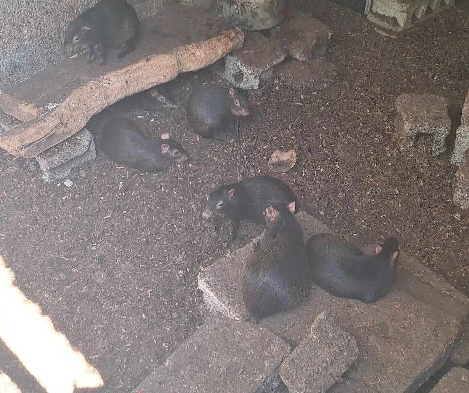 Ti Kwen Glo Cho Hot Springs-多米尼克必去景点