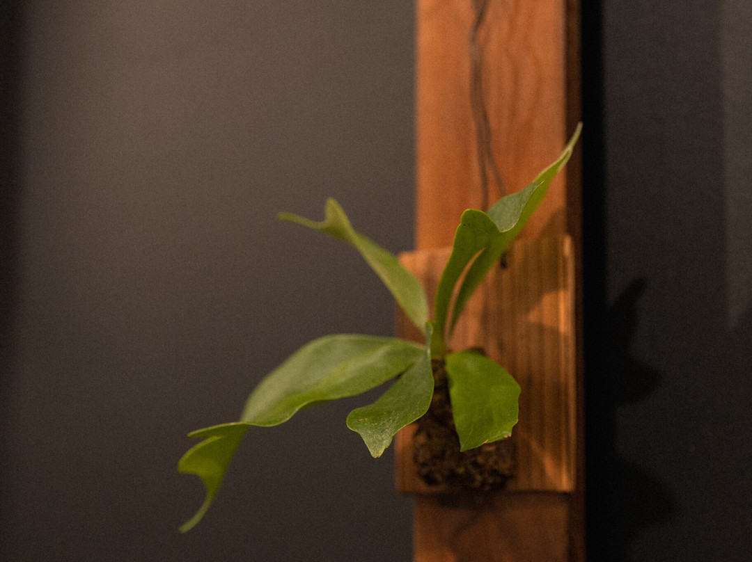 新小吃 Buzz Bee主图