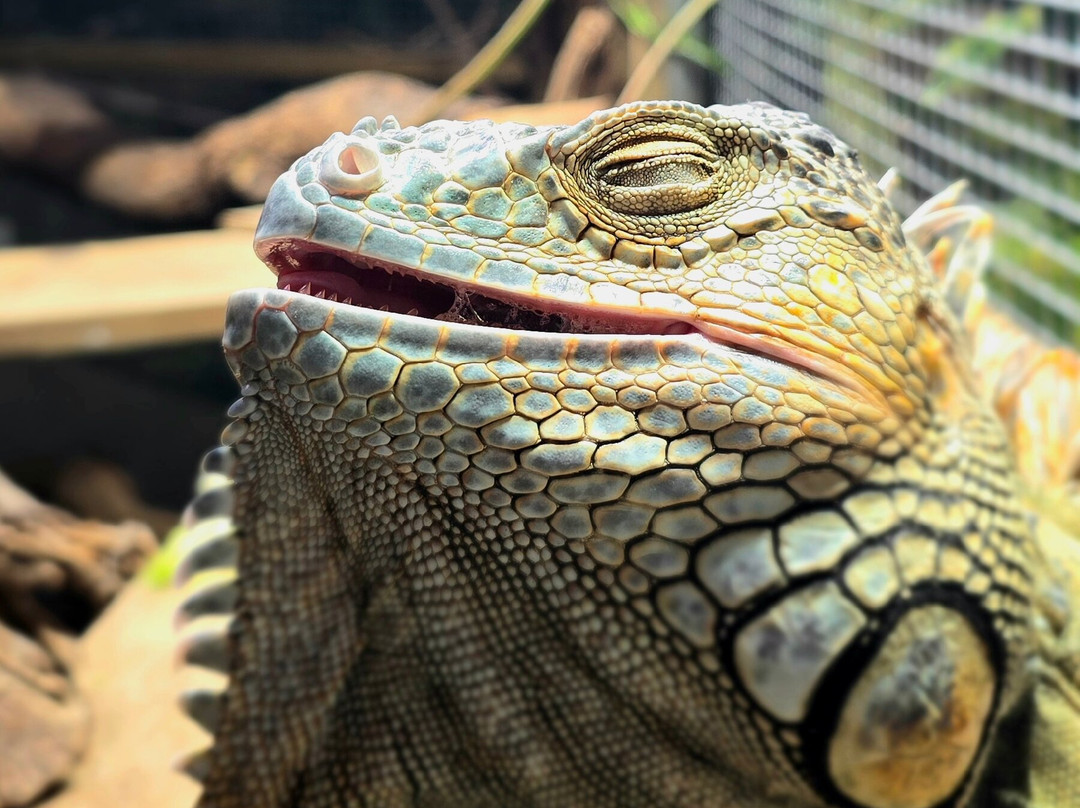Plantasia Tropical Zoo-斯温西必去景点