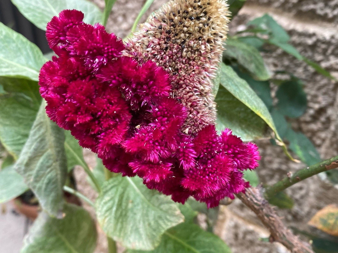 拉帕拉达德尔孔普特酒店主图