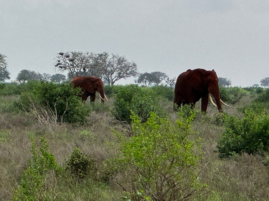 Boomtrail Tours And Travels-蒙巴萨必去景点
