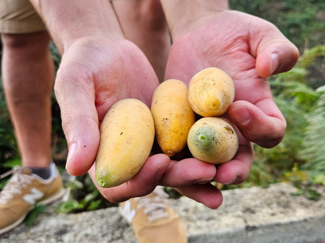 MadeiraEcoHolidays-马德拉群岛必去景点