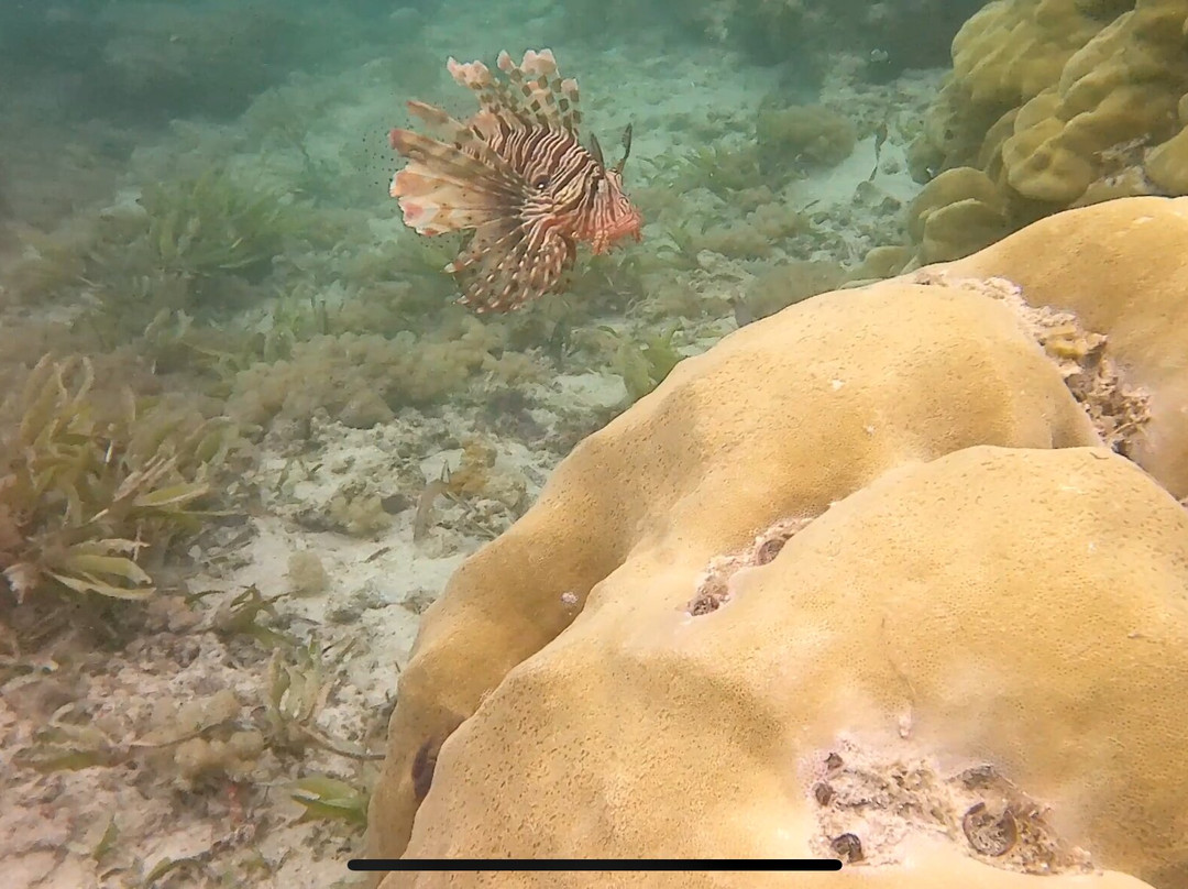 Reef Tour Mafia Island-Utende必去景点