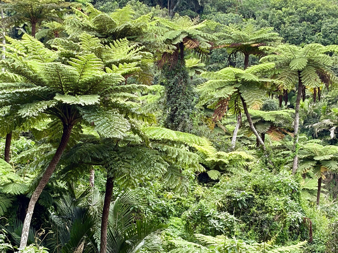 Great Value Holidays-凯恩斯必去景点