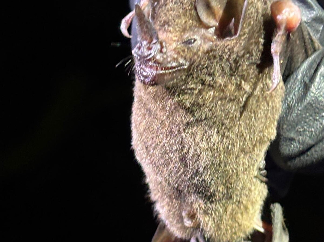 Tirimbina Biological Reserve-La Virgen必去景点