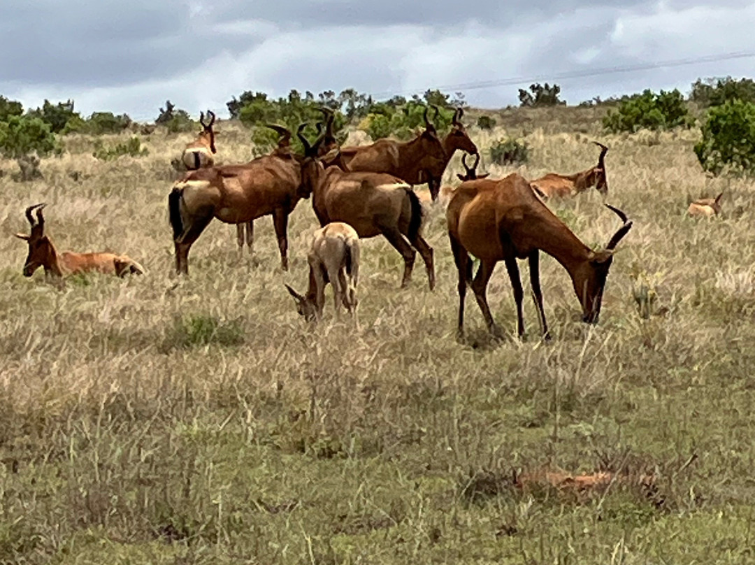 Addo Ventures Guided Safaris-伊丽莎白港必去景点