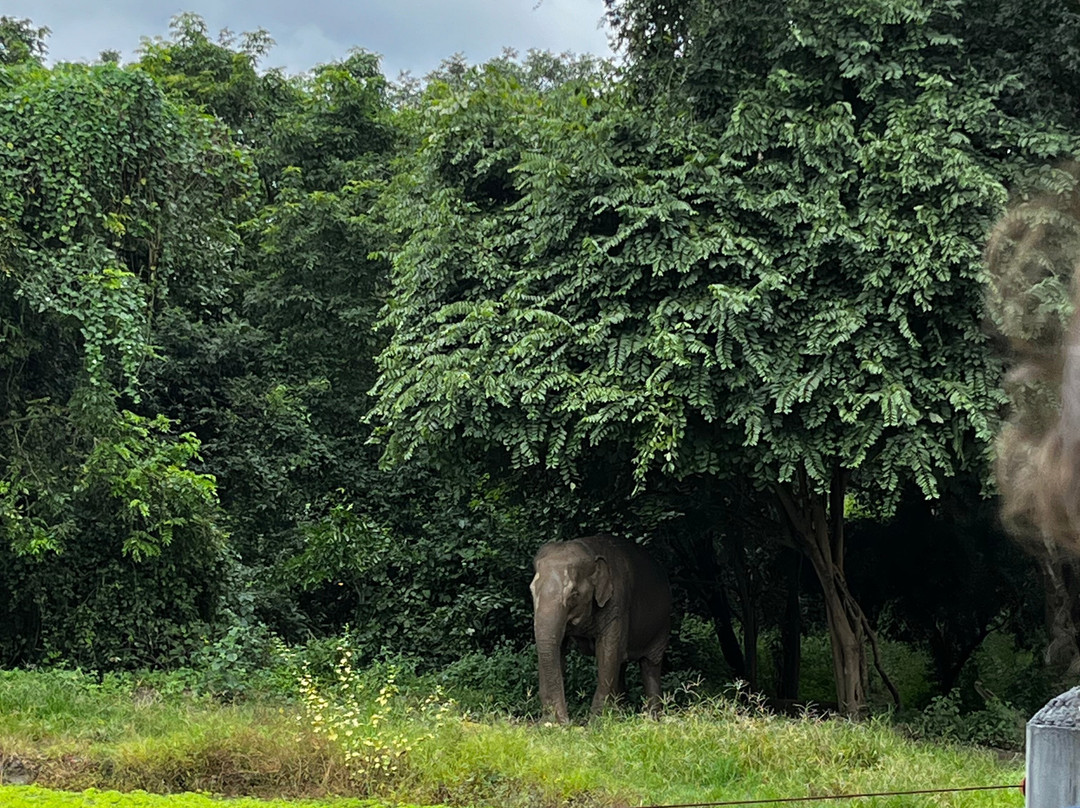 Wildlife Friends Foundation Thailand-他央必去景点
