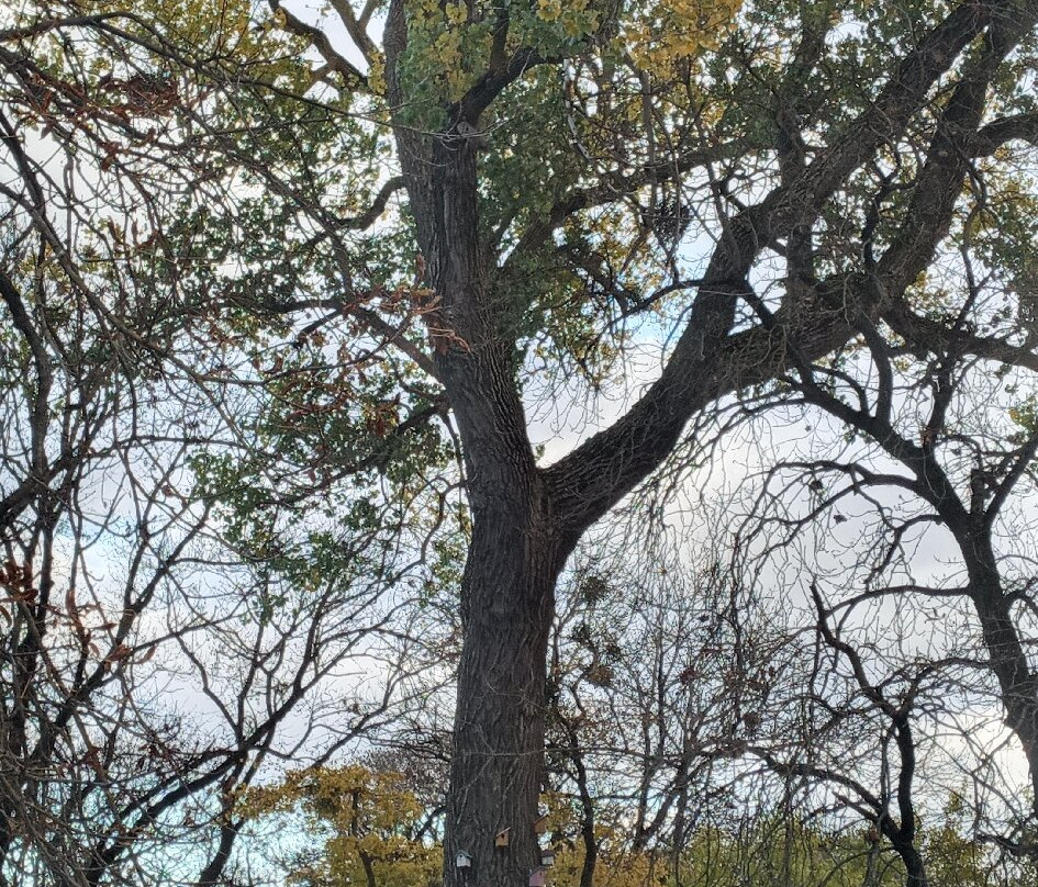 The Central Park-Stavropol必去景点
