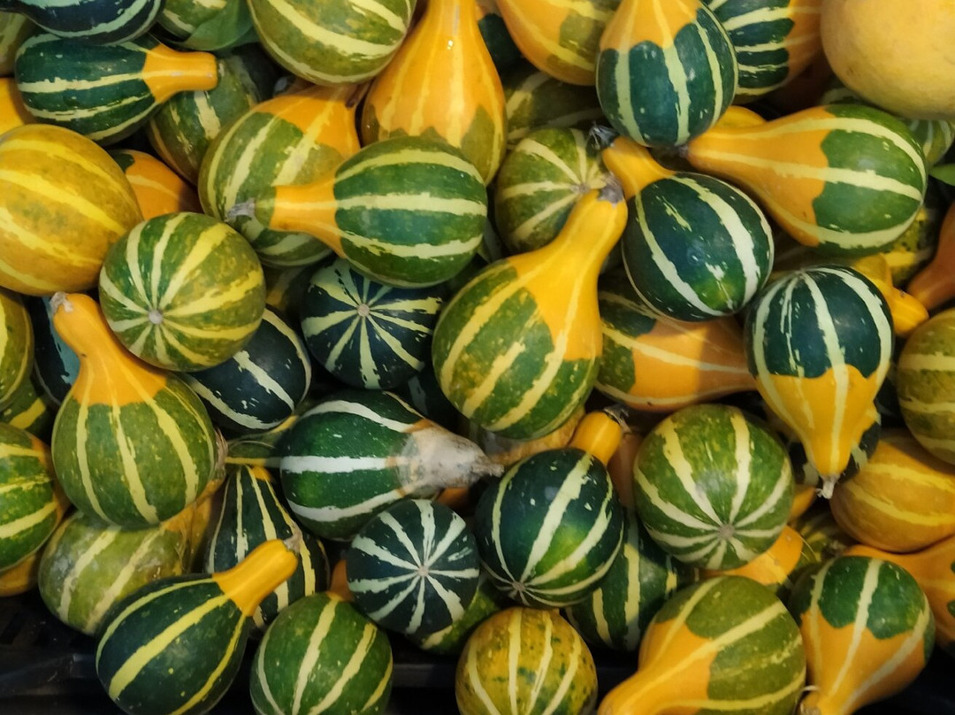 Pazari i Ri-地拉那必去景点