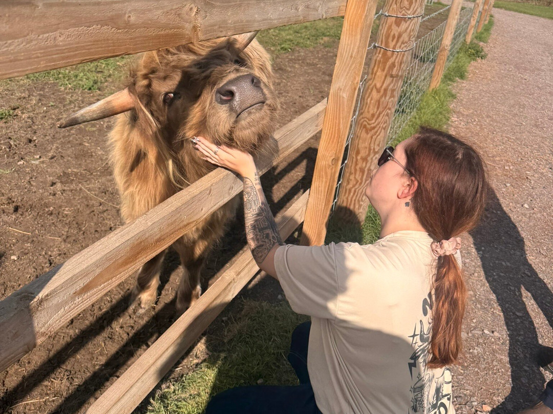 Highland Cow Cottage-Royston必去景点
