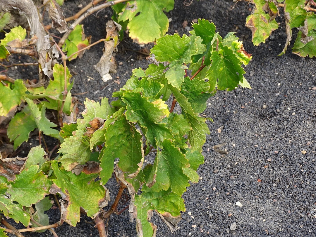 Finca Testeina - Bodegas Vega de Yuco-Masdache必去景点