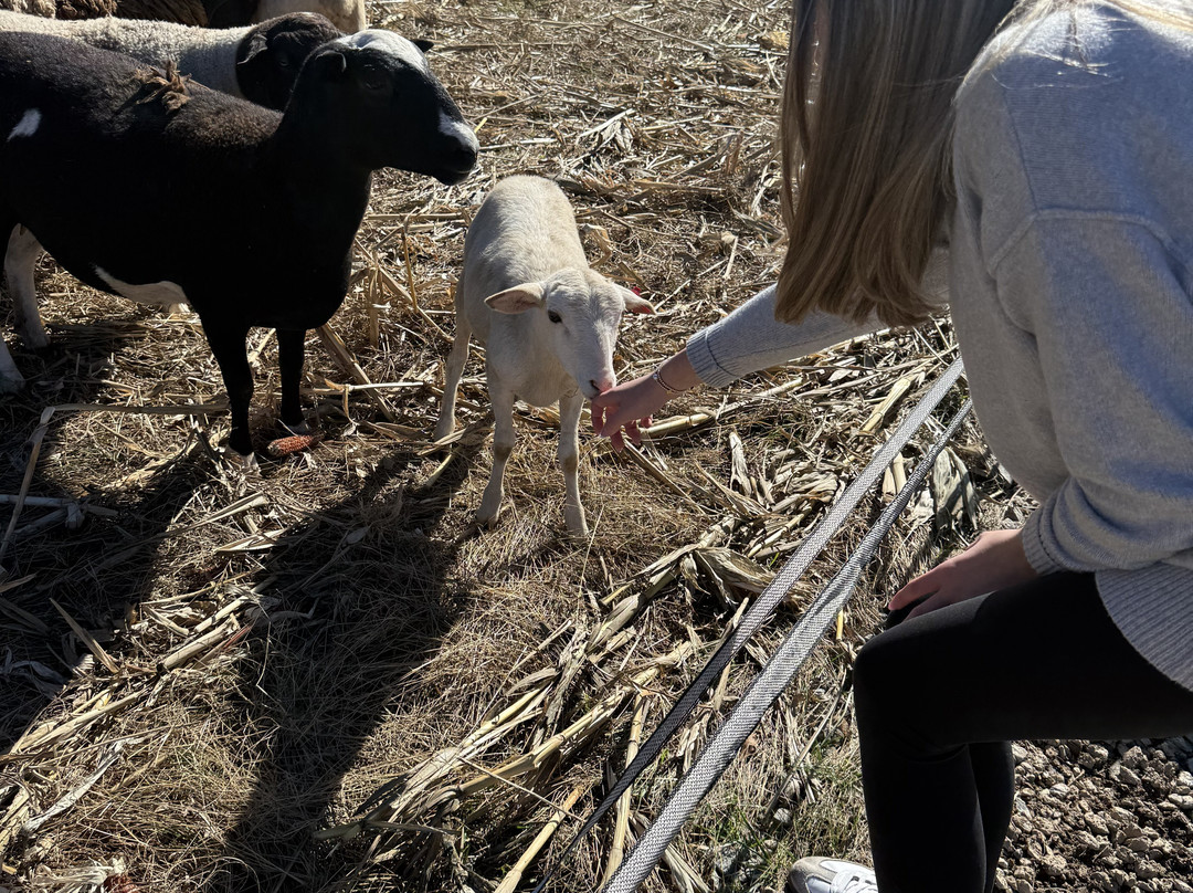 Cress Creeks Farm And Corn Maze-Ellijay必去景点