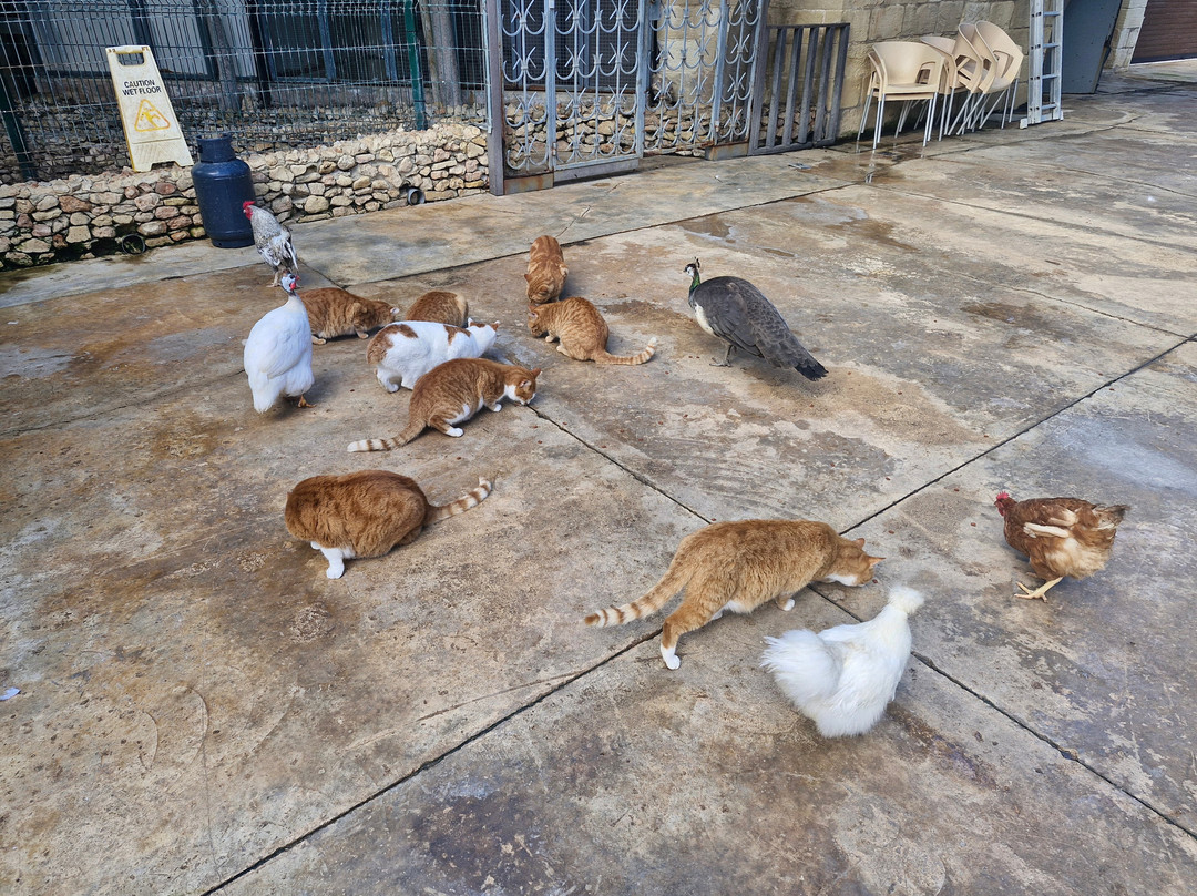 Birdpark Malta-Salina必去景点