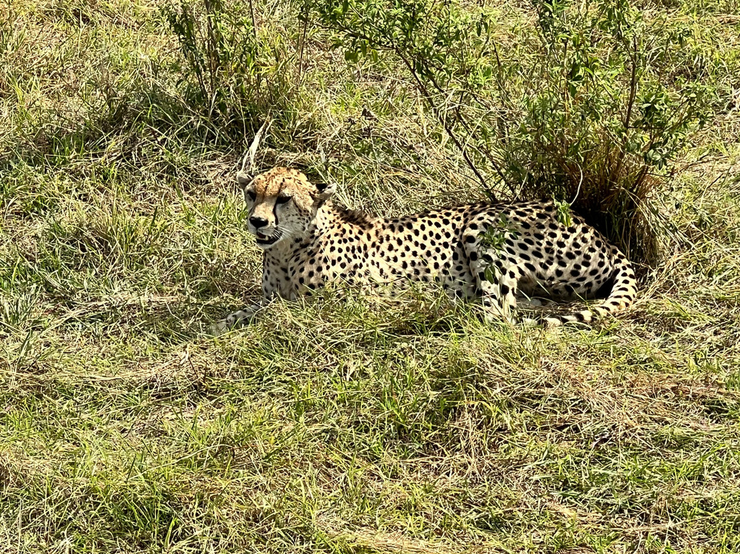 La Toupie Voyageuse-里昂必去景点