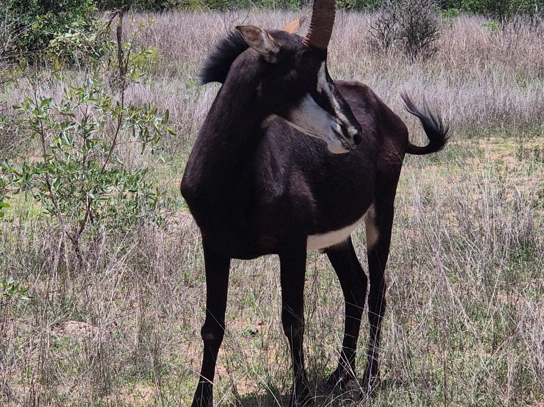 Imire: Rhino & Wildlife Conservation-韦扎必去景点