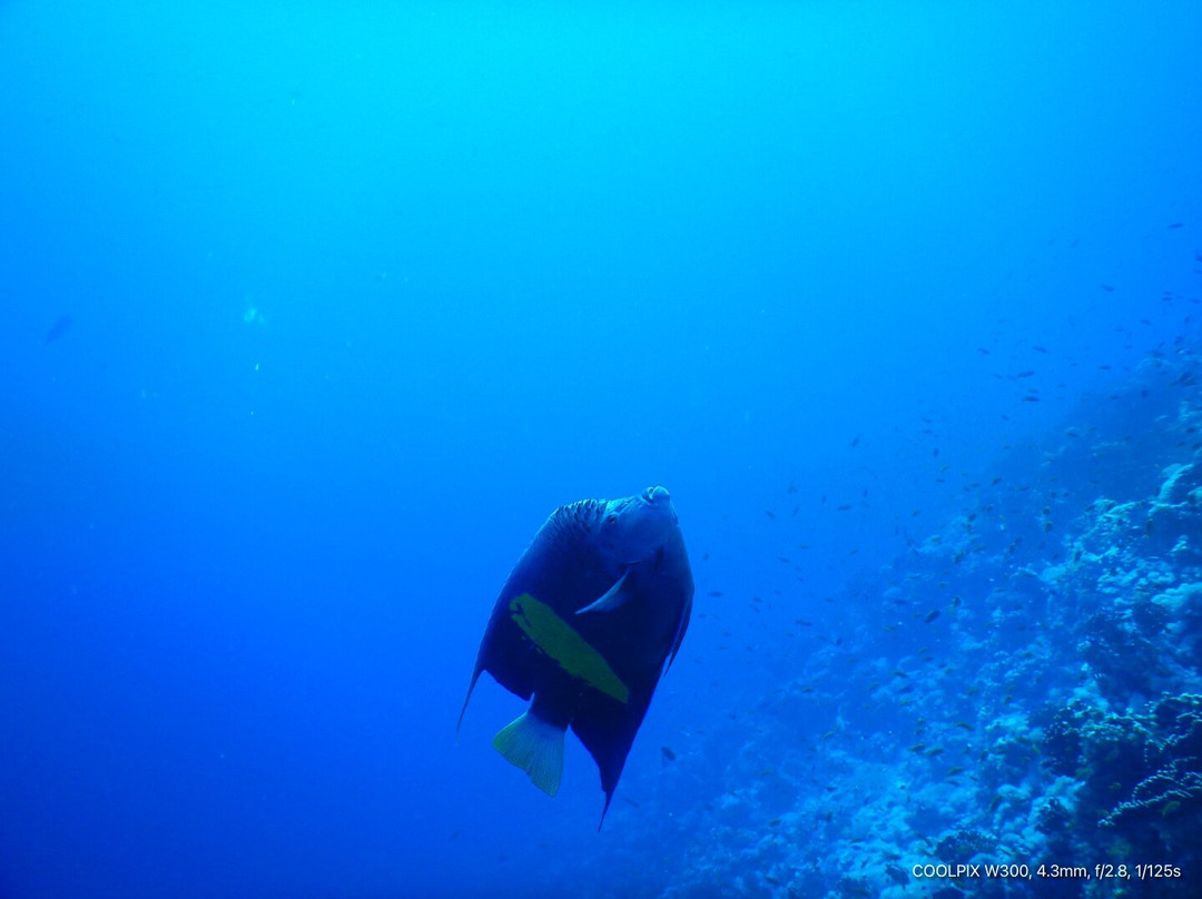 VIP Diving College-沙姆沙伊赫必去景点