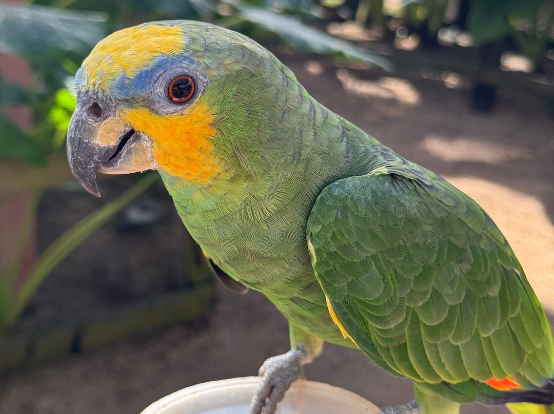 Parotte Ville Bird Sanctuary-圣马丁岛必去景点