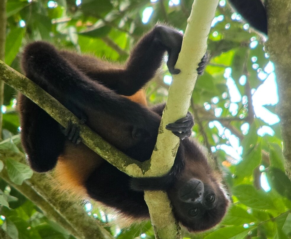 Picolina Tours-德雷克湾必去景点