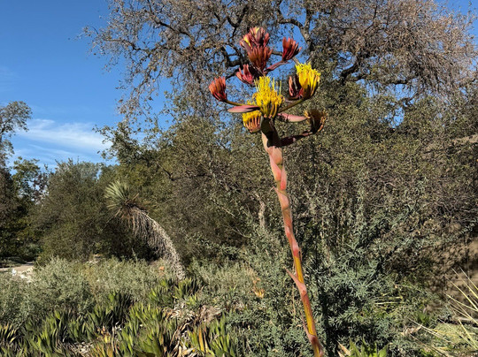 圣塔安那农场植物园-克莱蒙特必去景点