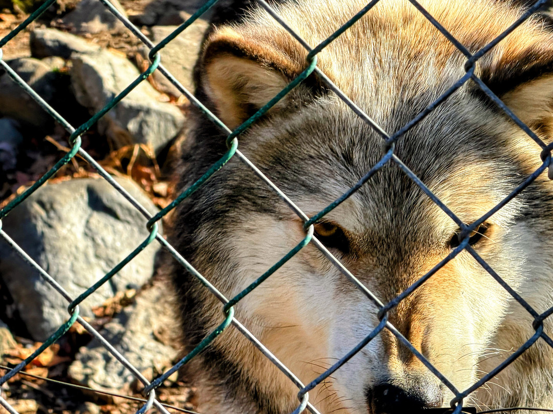 Lakota Wolf Preserve-Columbia必去景点