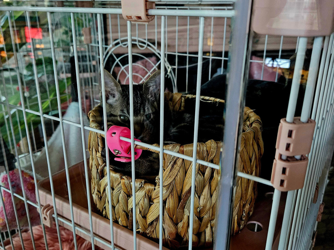 Cat Cafe Maui-卡胡卢伊必去景点