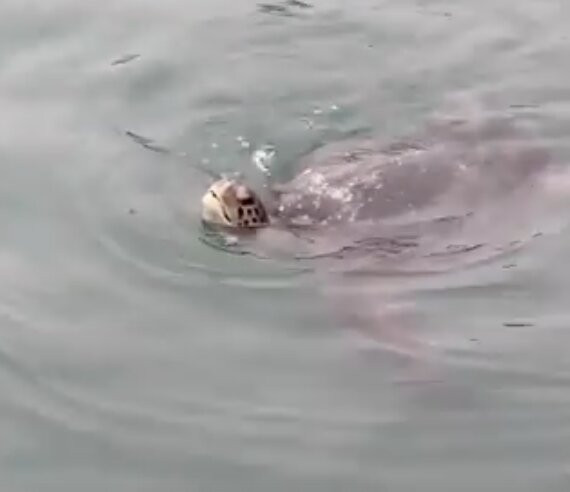 Alagua-Organos必去景点