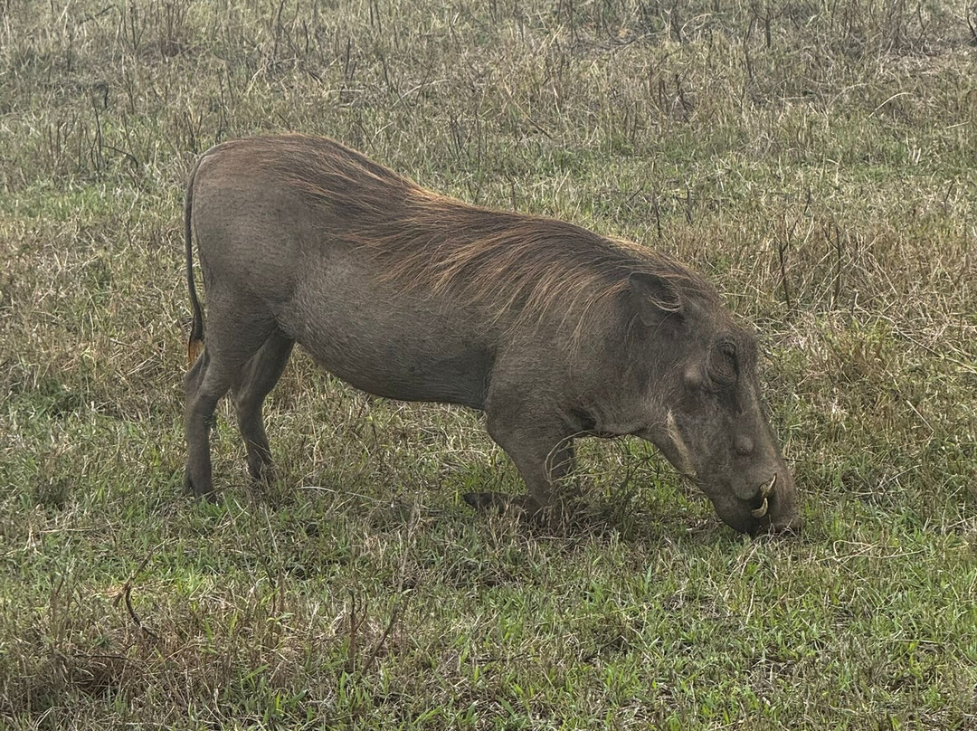 Ngatunga Tours-乞力马扎罗山国家公园必去景点