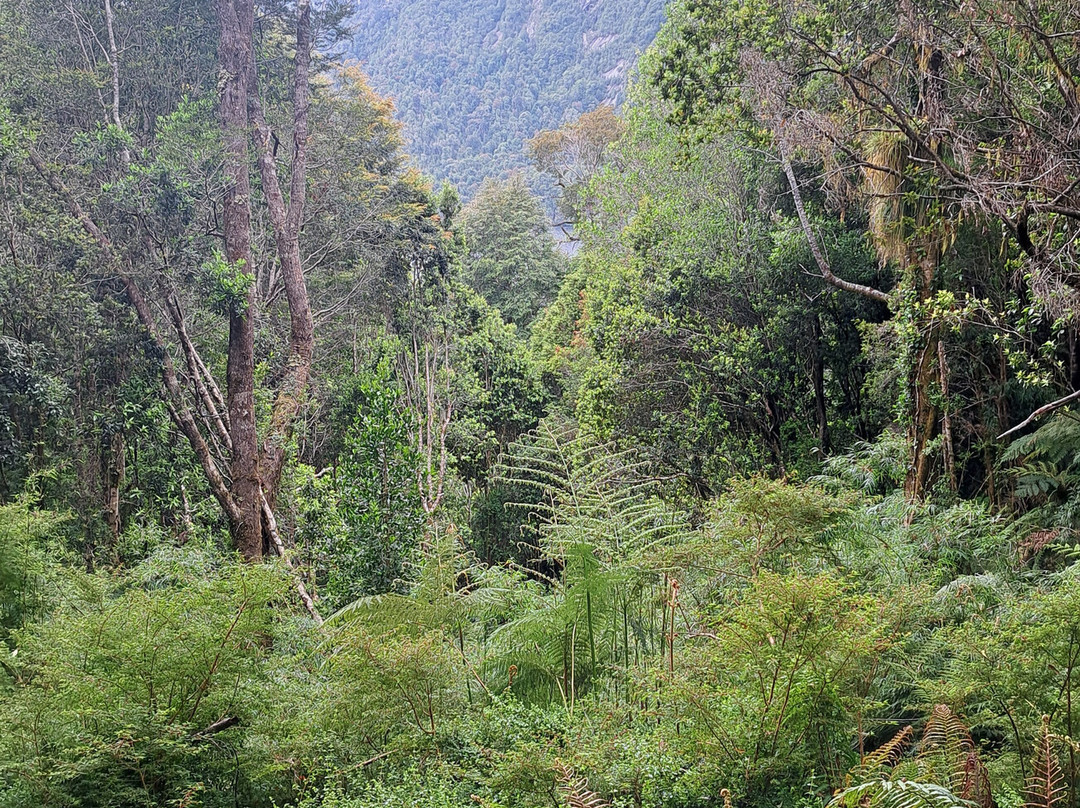 Parque Nacional Alerce Andino-蒙特港必去景点
