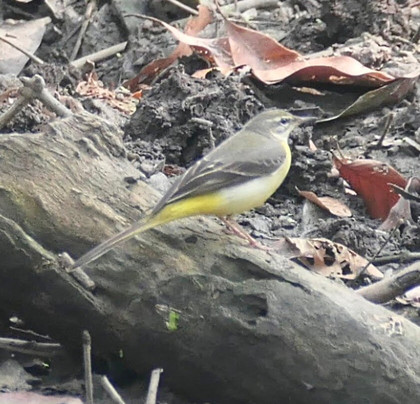 Arvind Singh-巴拉特浦必去景点