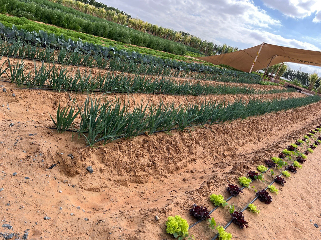 Emirates Bio Farm-阿布扎比酋长国必去景点