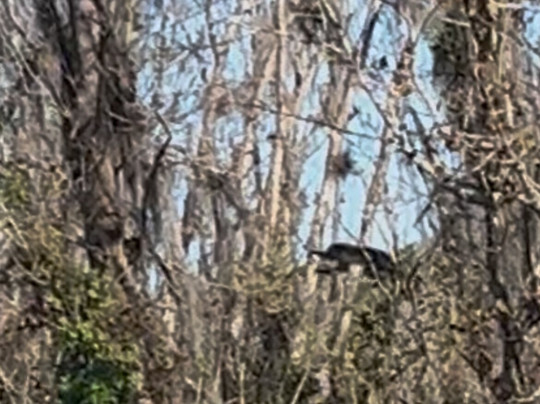 St. John's River Eco Tours, LLC-DeBary必去景点