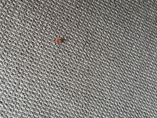 Goulburn Central Motel主图