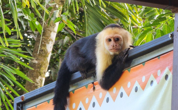 Costa Rica Adventure Club-塔马林多必去景点