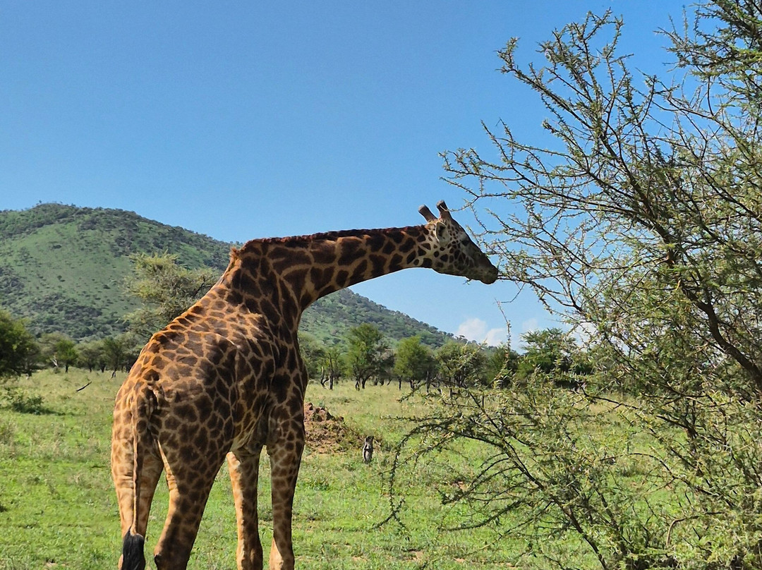 Udare Safari-阿鲁沙必去景点