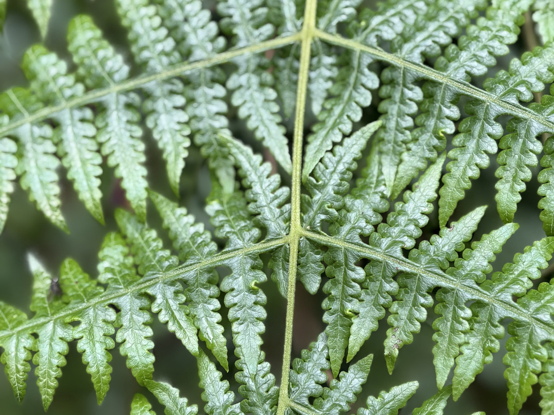 Nyungwe National Park - Rwanda-Western Province必去景点