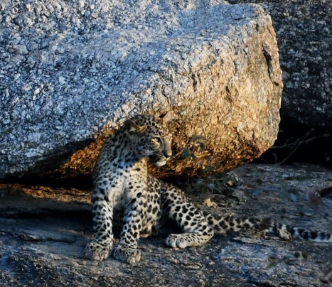 Jawai Leopard Safari Lodge主图