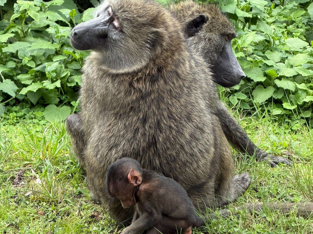 Amahoro Tours-吉佳利必去景点