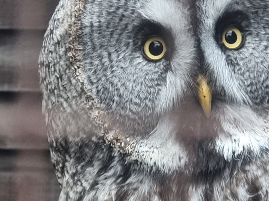 West Sussex Falconry-Compton必去景点