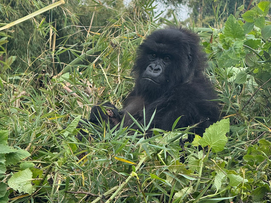 Rwanda Gorilla Trek - Day Tours-Huye必去景点