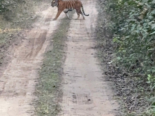 Camp TigerLily主图