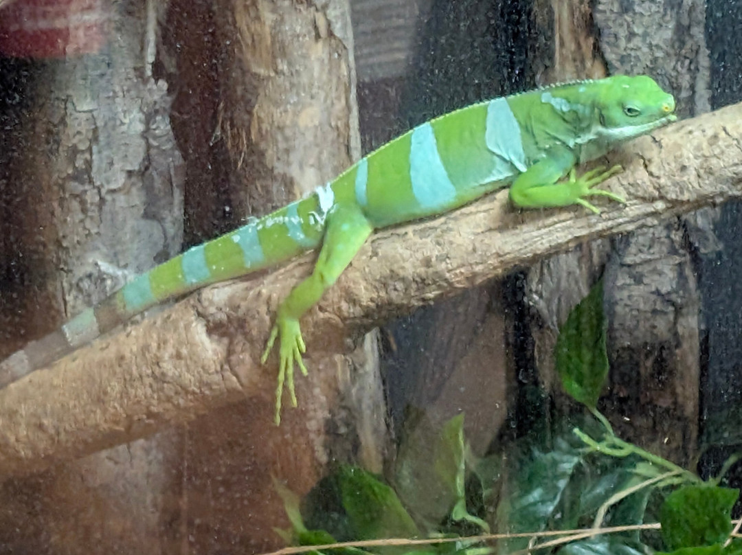 Newquay Zoo-纽奎必去景点