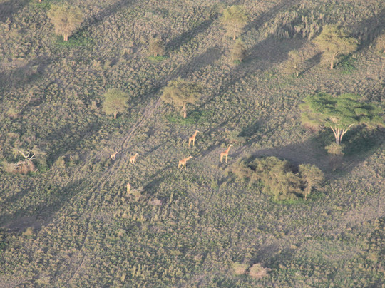 Nyssa Balloon Safaris-Seronera必去景点