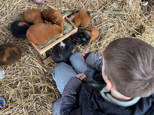 Colchester Zoo-科尔切斯特必去景点