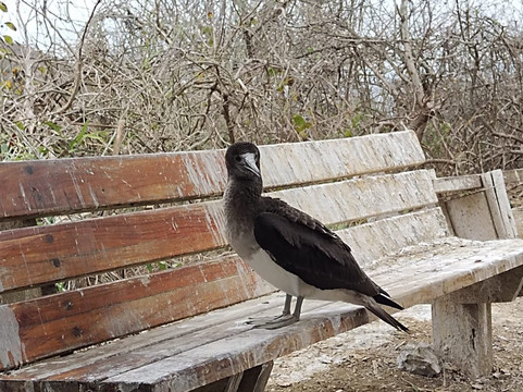 Isla de la Plata-Puerto Lopez必去景点