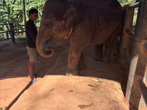Phuket Elephant Care-奈通必去景点
