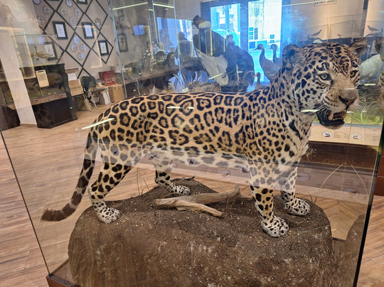 Natural History Museum of Meteora & Mushroom Museum-卡兰巴卡必去景点