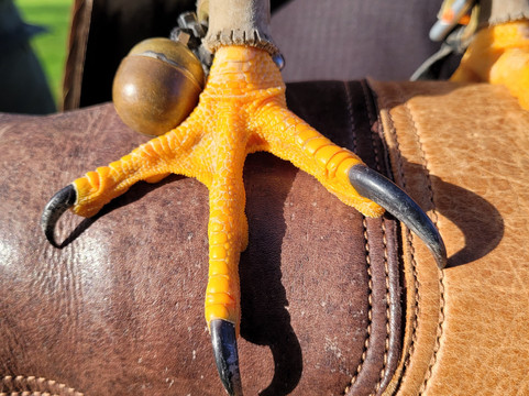 Hawkeye School of Falconry-基尔肯尼必去景点