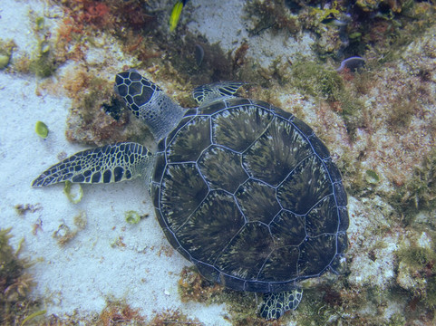 Deep Turtle Plongee-Les Anses d'Arlet必去景点