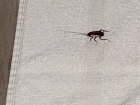 Fripp Island Resort主图