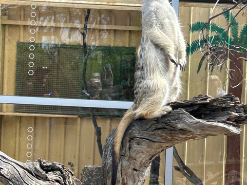 Zoodoo野生动物园-Richmond必去景点